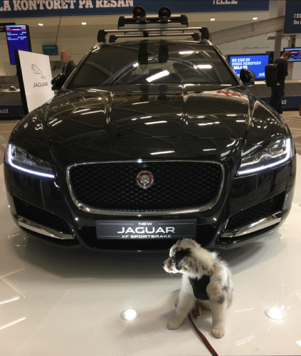 Puppy by jaguar car